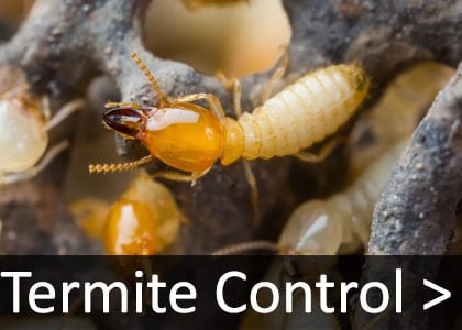 Termite Control Puchong Subang Sunway